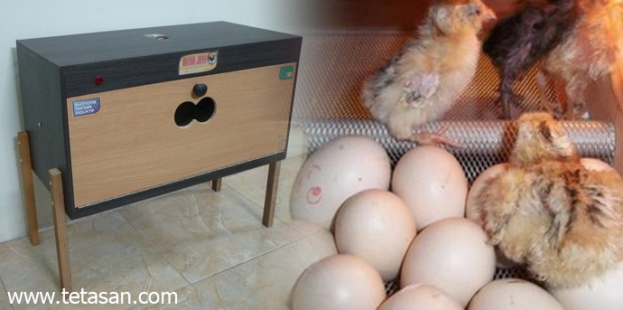 Cara Menetaskan Telur Dengan Mesin Tetas Manual